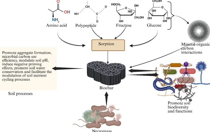 Biochar impacts thumbnail